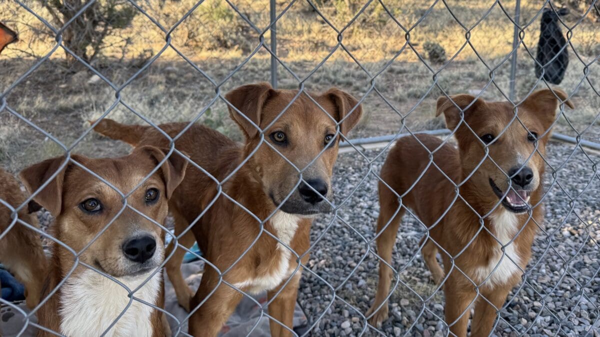 Dogs abandoned in Colorado's Navajo State Park.
